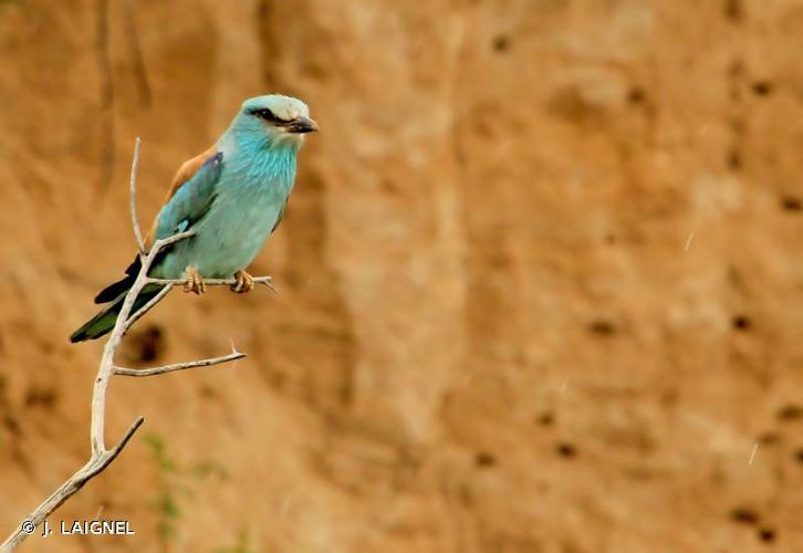 <i>Coracias garrulus</i> Linnaeus, 1758 © J. LAIGNEL