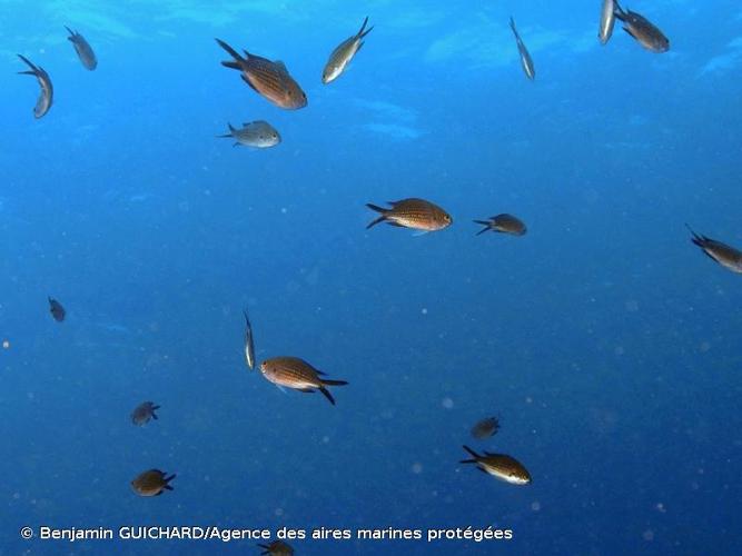 <i>Chromis chromis</i> (Linnaeus, 1758) © Benjamin GUICHARD/Agence des aires marines protégées