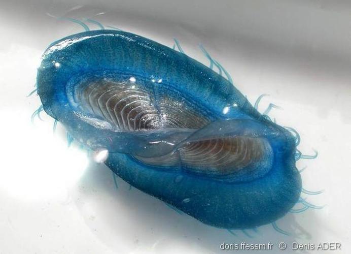 <i>Velella velella</i> (Linnaeus, 1758) © doris.ffessm.fr © Denis Ader