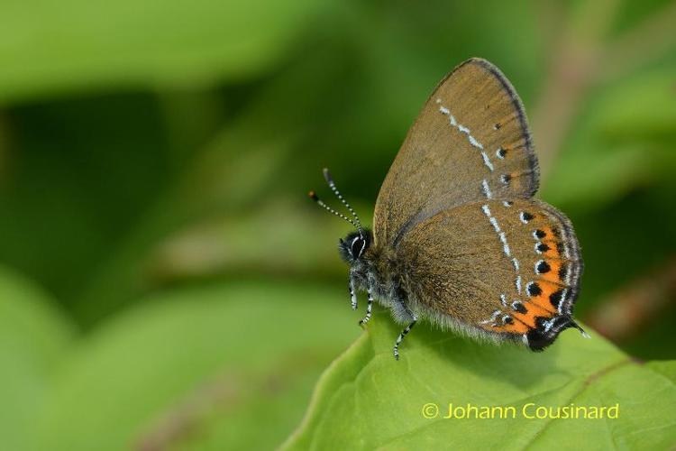 <i>Satyrium pruni</i> (Linnaeus, 1758) © Johann Cousinard