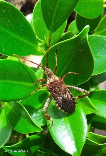 <i>Leptoglossus occidentalis</i> Heidemann, 1910 © Valladares L.