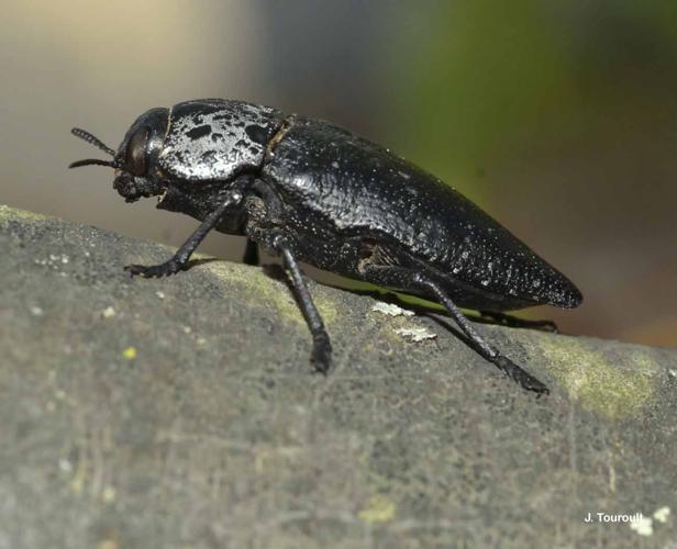 <i>Capnodis tenebrionis</i> (Linnaeus, 1760) © J. Touroult