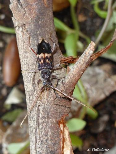 <i>Phoracantha semipunctata</i> (Fabricius, 1775) © 