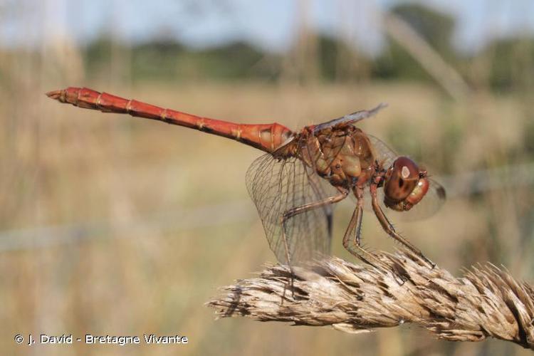 <i>Sympetrum meridionale</i> (Selys, 1841) © J. David - Bretagne Vivante