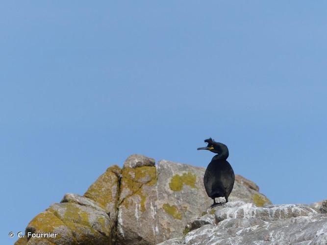 <i>Phalacrocorax aristotelis</i> (Linnaeus, 1760) © C. Fournier