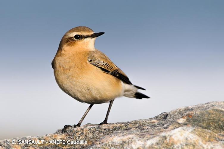 <i>Oenanthe oenanthe</i> (Linnaeus, 1758) © E. SANSAULT - ANEPE Caudalis