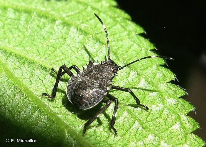 <i>Halyomorpha halys</i> (Stål, 1855) © F. Michalke