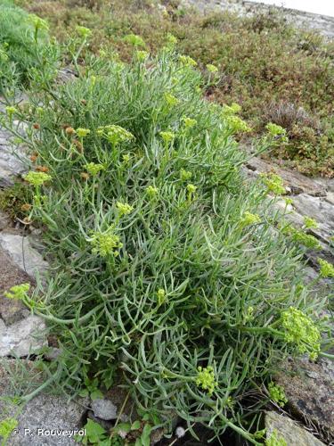 <i>Crithmum maritimum</i> L., 1753 © P. Rouveyrol