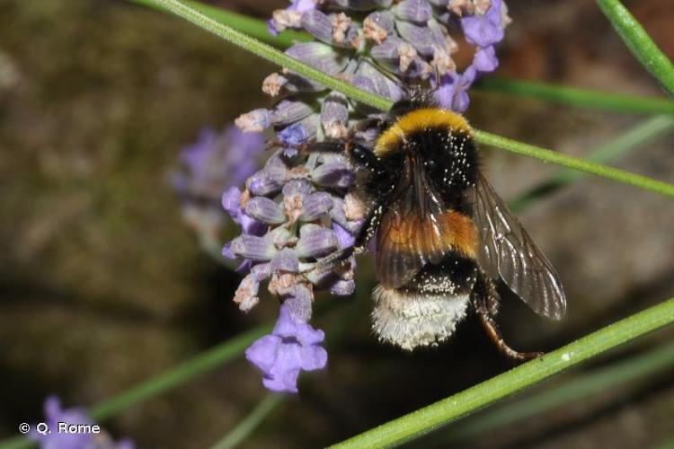 <i>Bombus terrestris</i> (Linnaeus, 1758) © Q. Rome