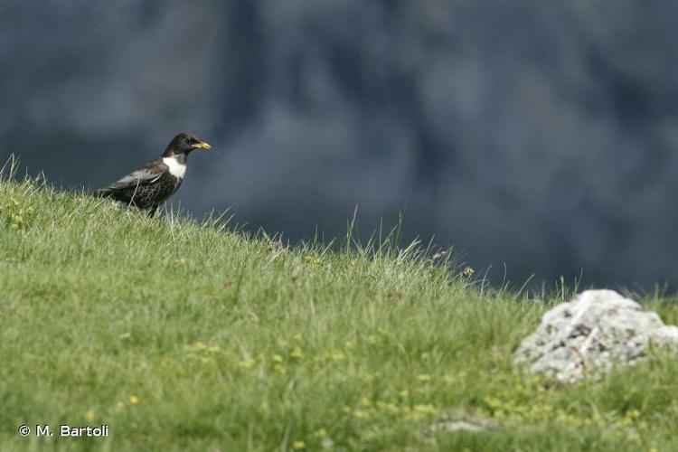 <i>Turdus torquatus</i> Linnaeus, 1758 © M. Bartoli