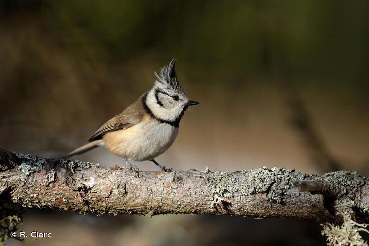 <i>Lophophanes cristatus</i> (Linnaeus, 1758) © R. Clerc