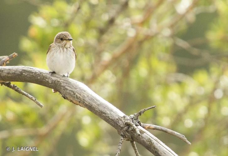 <i>Muscicapa striata</i> (Pallas, 1764) © J. LAIGNEL