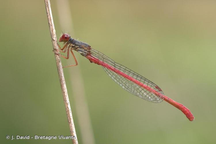 <i>Ceriagrion tenellum</i> (Villers, 1789) © J. David - Bretagne Vivante