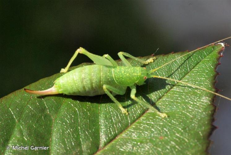 <i>Cyrtaspis scutata</i> (Charpentier, 1825) © Michel Garnier