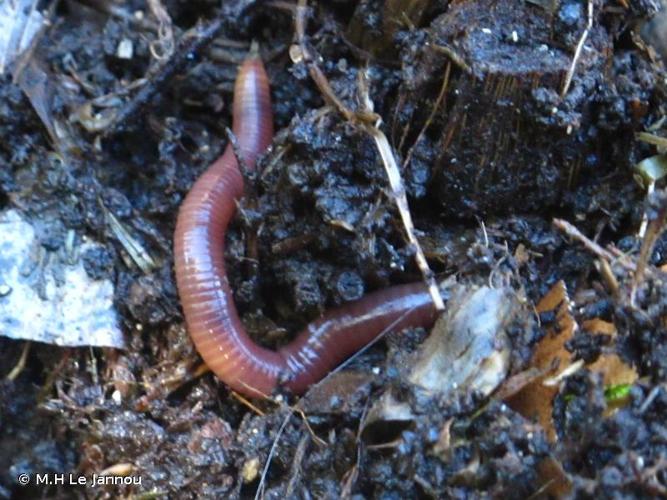 <i>Lumbricus terrestris</i> Linnaeus, 1758 © M.H Le Jannou