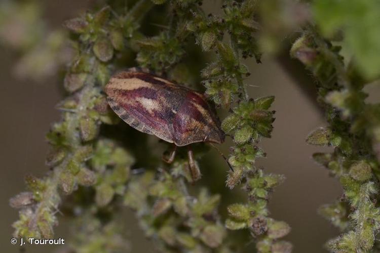 <i>Eurygaster maura</i> (Linnaeus, 1758) © J. Touroult