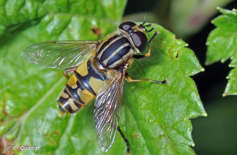 <i>Helophilus trivittatus</i> (Fabricius, 1805) © C. Quintin