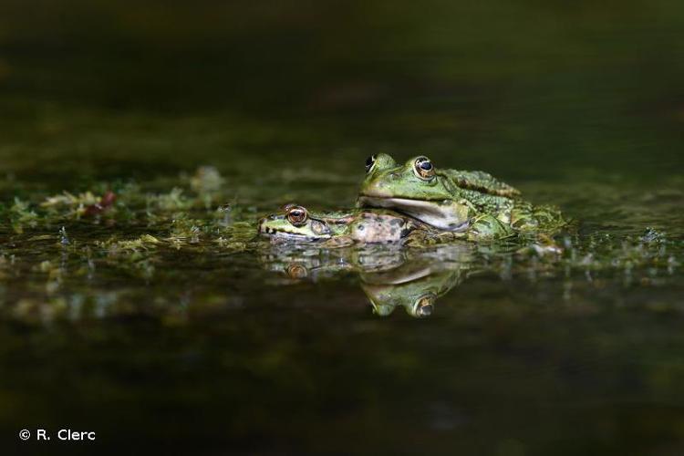 <i>Pelophylax ridibundus</i> (Pallas, 1771) © R. Clerc