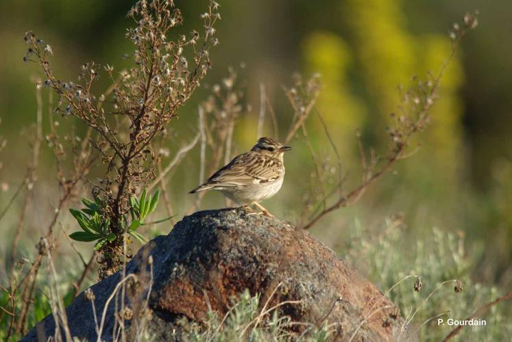 <i>Lullula arborea</i> (Linnaeus, 1758) © P. Gourdain