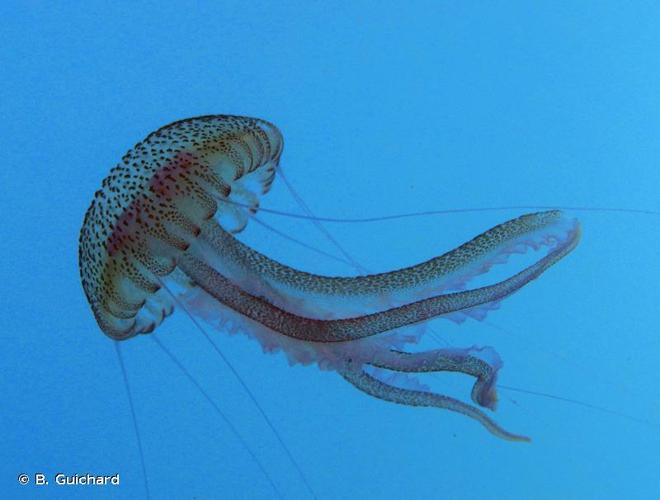 <i>Pelagia noctiluca</i> (Forsskål, 1775) © B. Guichard