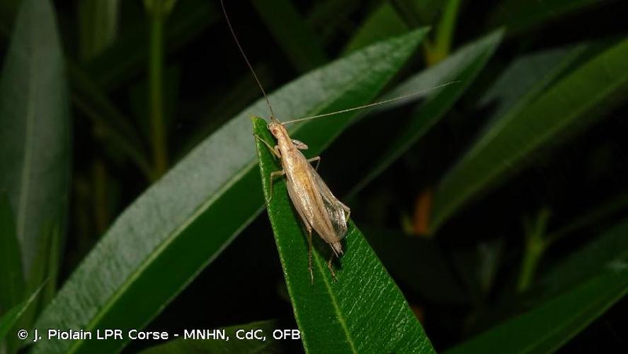 <i>Oecanthus dulcisonans</i> Gorochov, 1993 © J. Piolain LPR Corse - MNHN, CdC, OFB