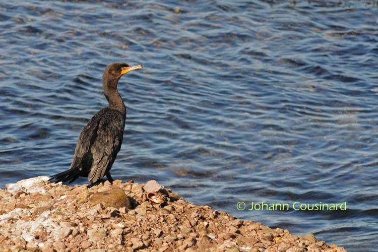 <i>Phalacrocorax auritus</i> (Lesson, 1831) © Johann Cousinard