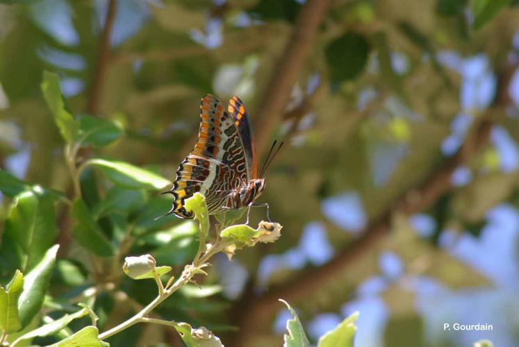 <i>Charaxes jasius</i> (Linnaeus, 1767) © P. Gourdain