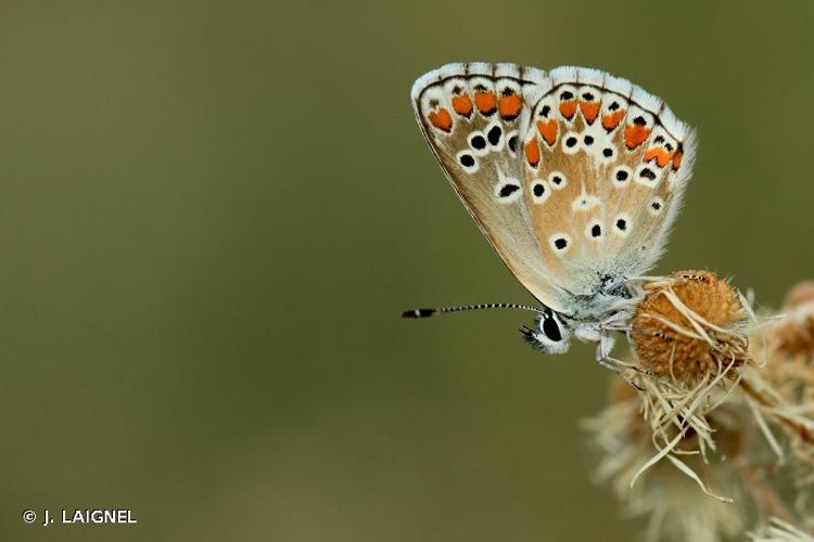 <i>Aricia agestis</i> (Denis & Schiffermüller, 1775) © J. LAIGNEL