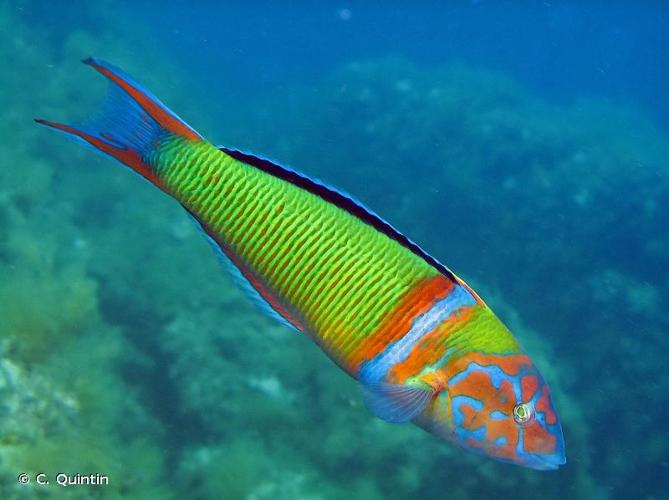 <i>Thalassoma pavo</i> (Linnaeus, 1758) © C. Quintin