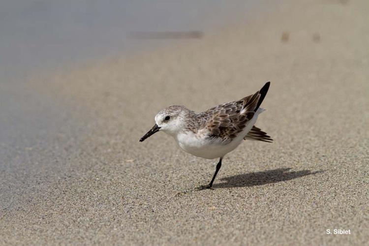 <i>Calidris alba</i> (Pallas, 1764) © S. Siblet