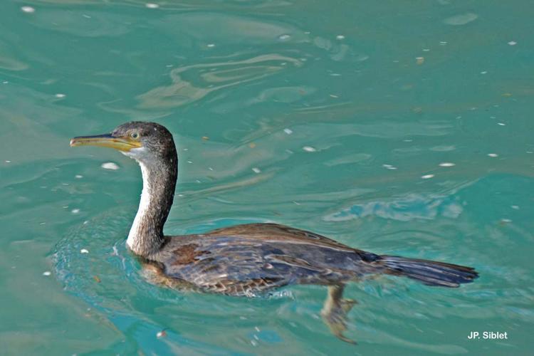 <i>Phalacrocorax aristotelis aristotelis</i> (Linnaeus, 1760) © J.P. Siblet