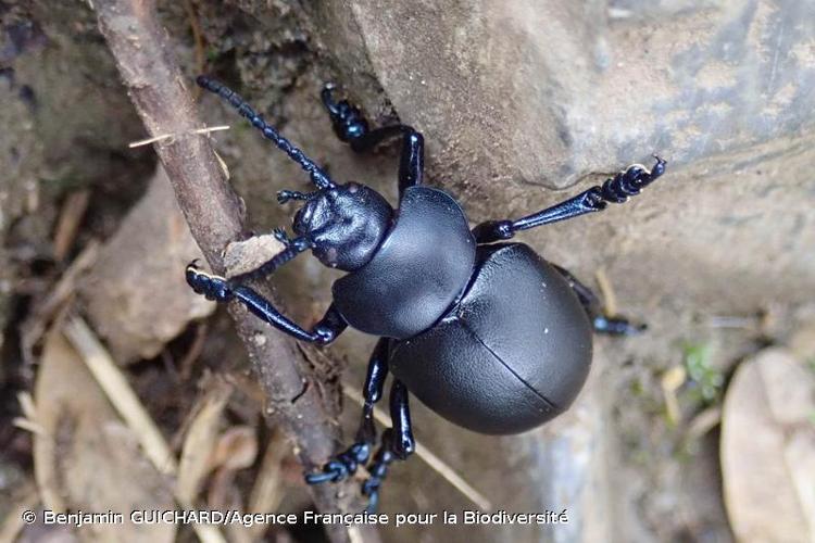 <i>Timarcha tenebricosa</i> (Fabricius, 1775) © Benjamin GUICHARD/Agence Française pour la Biodiversité