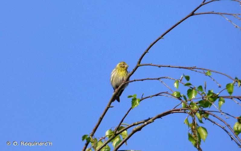 <i>Serinus serinus</i> (Linnaeus, 1766) © O. Roquinarc'h