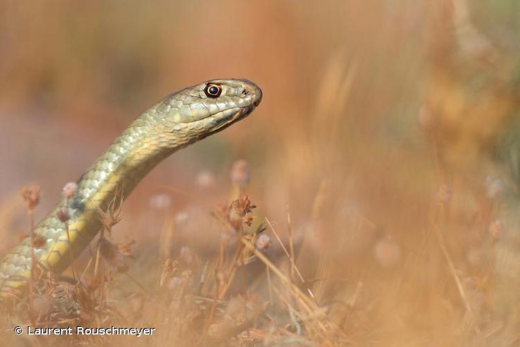 <i>Malpolon monspessulanus monspessulanus</i> (Hermann, 1804) © Laurent Rouschmeyer