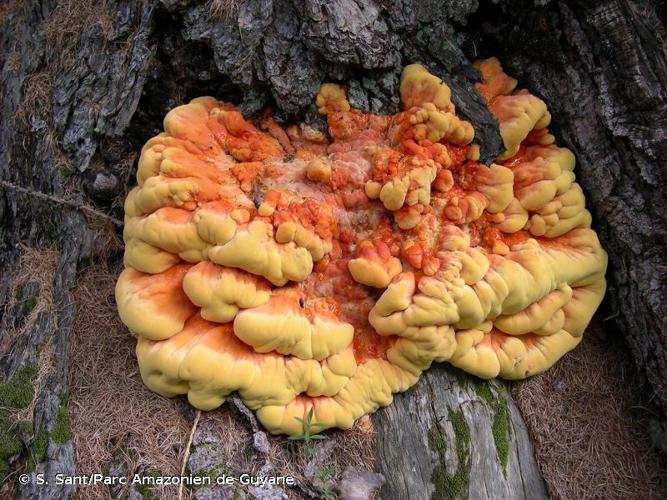 <i>Laetiporus sulphureus</i> (Bull. : Fr.) Murrill, 1920 © S. Sant/Parc Amazonien de Guyane