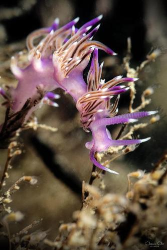 <i>Flabellina affinis</i> (Gmelin, 1791) © C. Clin