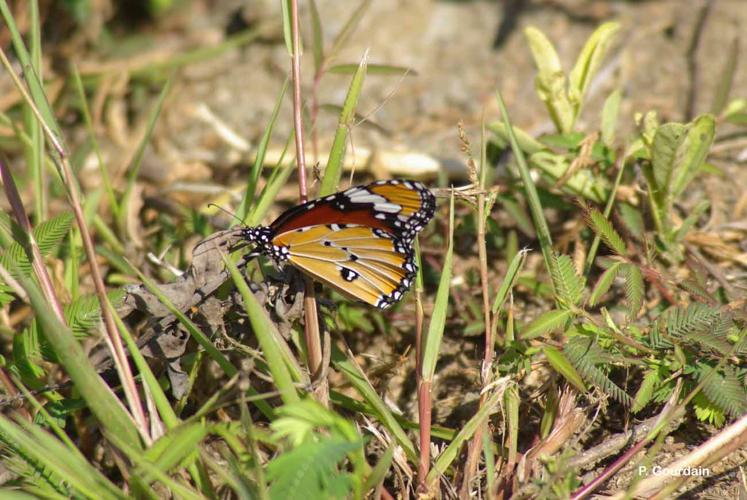 <i>Danaus chrysippus</i> (Linnaeus, 1758) © P. Gourdain