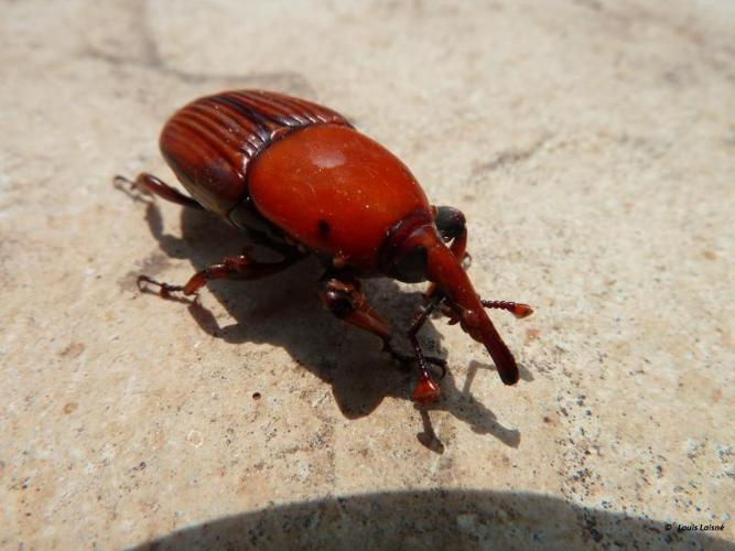 <i>Rhynchophorus ferrugineus</i> (Olivier, 1791) © 