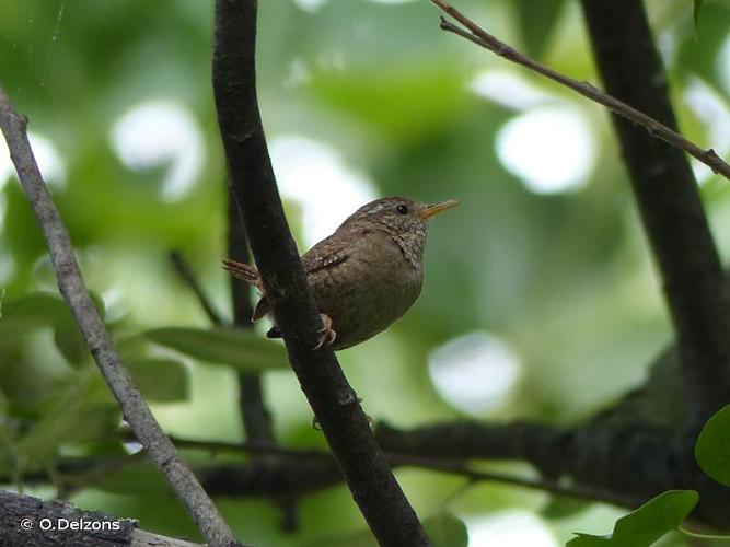 <i>Troglodytes troglodytes</i> (Linnaeus, 1758) © O.Delzons