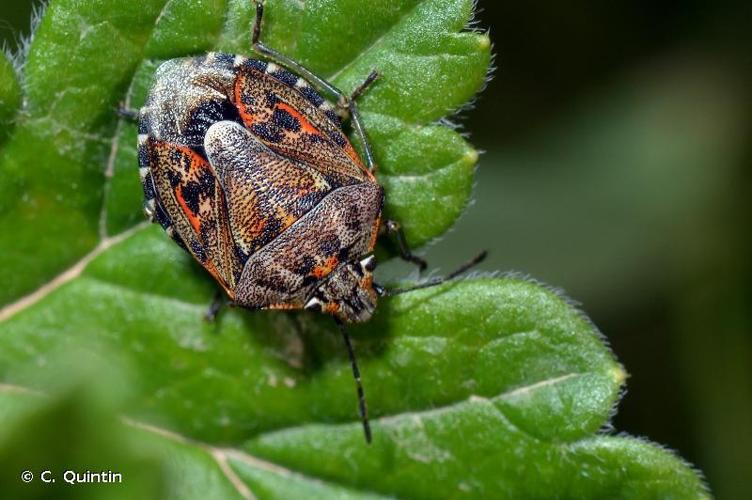 <i>Holcogaster fibulata</i> (Germar, 1831) © C. Quintin