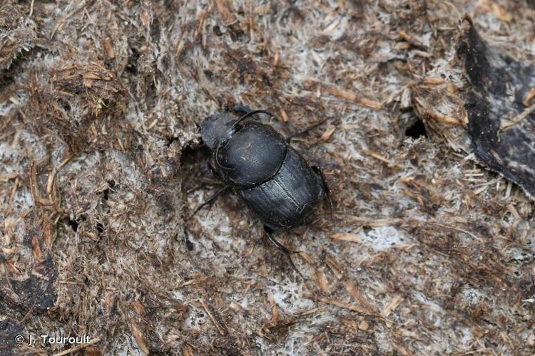 <i>Onthophagus taurus</i> (Schreber, 1759) © J. Touroult