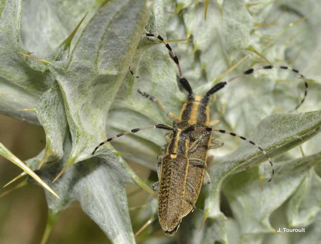 <i>Agapanthia dahli</i> (Richter, 1820) © J. Touroult