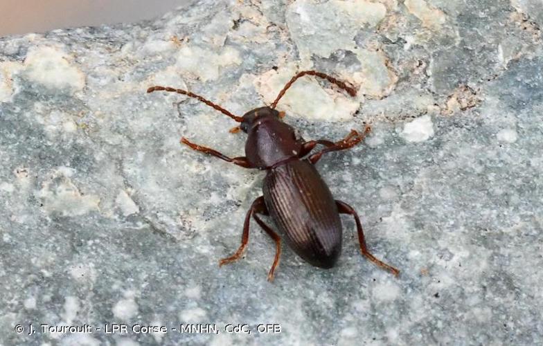 <i>Catomus rotundicollis</i> (Guérin-Méneville, 1825) © J. Touroult - LPR Corse - MNHN, CdC, OFB