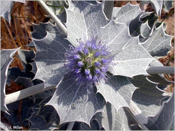 <i>Eryngium maritimum</i> L., 1753 © 