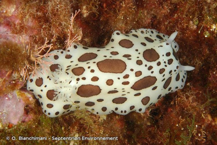 <i>Peltodoris atromaculata</i> Bergh, 1880 © O. Bianchimani - Septentrion Environnement