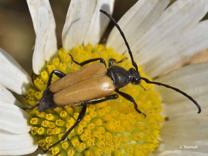 <i>Stictoleptura fulva</i> (De Geer, 1775) © J. Touroult