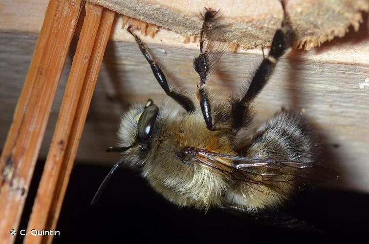 <i>Anthophora plumipes</i> (Pallas, 1772) © C. Quintin