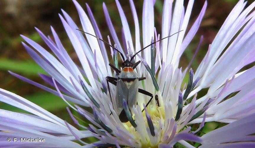 <i>Calocoris nemoralis</i> (Fabricius, 1787) © F. Michalke