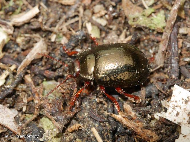 <i>Chrysolina bankii</i> (Fabricius, 1775) © O. Gargominy