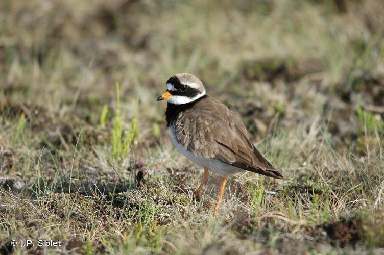 <i>Charadrius hiaticula</i> Linnaeus, 1758 © J.P. Siblet